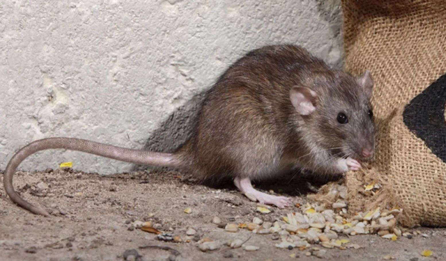 фото: Профессиональная дератизация в Дедовске: <br/>+7-909-173-42-96