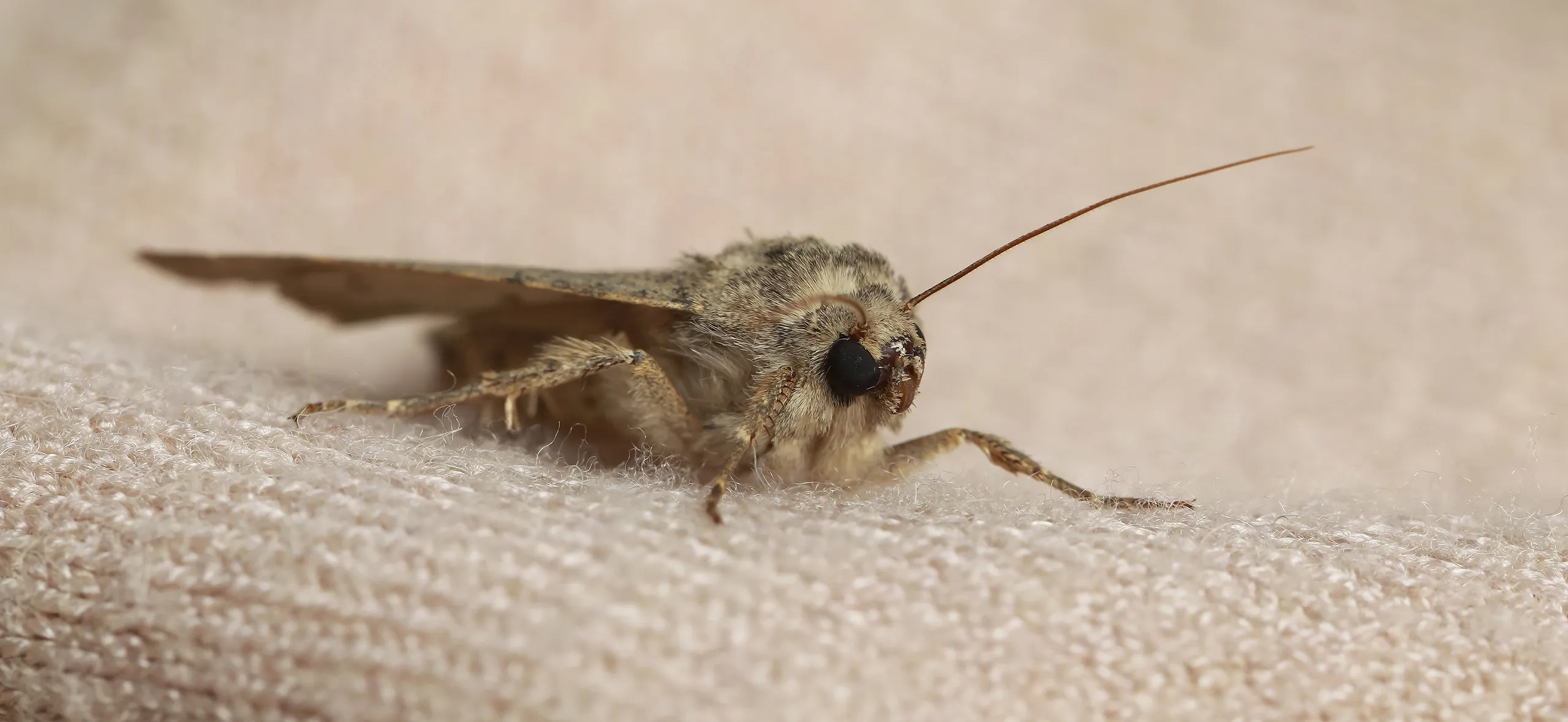 фото: Профессиональная обработка от моли в Дедовске: <br/>+7-909-173-42-96